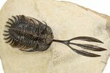 Trident Walliserops Trilobite - Exceptional Preparation #300601-3